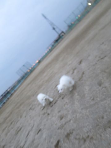 ビションフリーゼフントヒュッテ文京区駒込ビション子犬こいぬ赤ちゃん出産情報ビション父チャンピオン血統毛量オス子犬おんなのこ東京ビション画像性格かわいい_839.jpg
