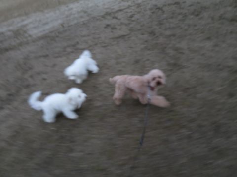 ビションフリーゼフントヒュッテ文京区駒込ビション子犬こいぬ赤ちゃん出産情報ビション父チャンピオン血統毛量オス子犬おんなのこ東京ビション画像性格かわいい_841.jpg