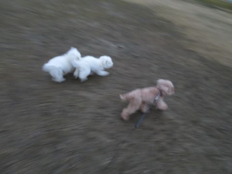 ビションフリーゼフントヒュッテ文京区駒込ビション子犬こいぬ赤ちゃん出産情報ビション父チャンピオン血統毛量オス子犬おんなのこ東京ビション画像性格かわいい_842.jpg