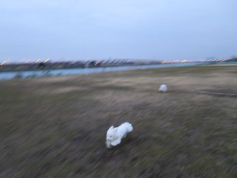 ビションフリーゼフントヒュッテ文京区駒込ビション子犬こいぬ赤ちゃん出産情報ビション父チャンピオン血統毛量オス子犬おんなのこ東京ビション画像性格かわいい_843.jpg
