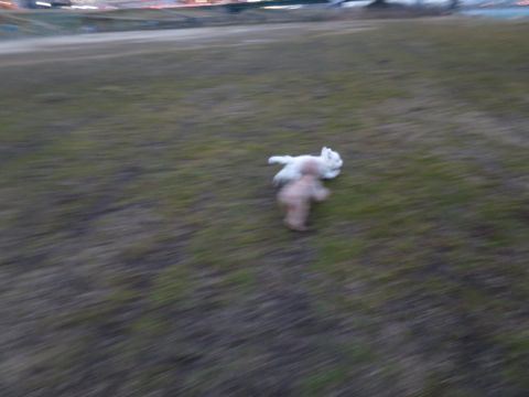 ビションフリーゼフントヒュッテ文京区駒込ビション子犬こいぬ赤ちゃん出産情報ビション父チャンピオン血統毛量オス子犬おんなのこ東京ビション画像性格かわいい_844.jpg