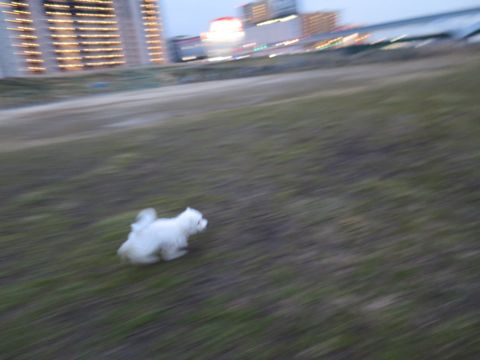 ビションフリーゼフントヒュッテ文京区駒込ビション子犬こいぬ赤ちゃん出産情報ビション父チャンピオン血統毛量オス子犬おんなのこ東京ビション画像性格かわいい_845.jpg