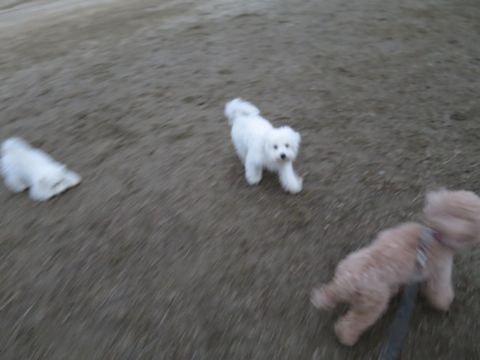 ビションフリーゼフントヒュッテ文京区駒込ビション子犬こいぬ赤ちゃん出産情報ビション父チャンピオン血統毛量オス子犬おんなのこ東京ビション画像性格かわいい_846.jpg