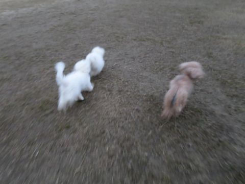 ビションフリーゼフントヒュッテ文京区駒込ビション子犬こいぬ赤ちゃん出産情報ビション父チャンピオン血統毛量オス子犬おんなのこ東京ビション画像性格かわいい_847.jpg