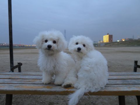 ビションフリーゼフントヒュッテ文京区駒込ビション子犬こいぬ赤ちゃん出産情報ビション父チャンピオン血統毛量オス子犬おんなのこ東京ビション画像性格かわいい_848.jpg