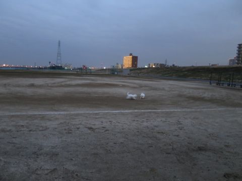 ビションフリーゼフントヒュッテ文京区駒込ビション子犬こいぬ赤ちゃん出産情報ビション父チャンピオン血統毛量オス子犬おんなのこ東京ビション画像性格かわいい_849.jpg