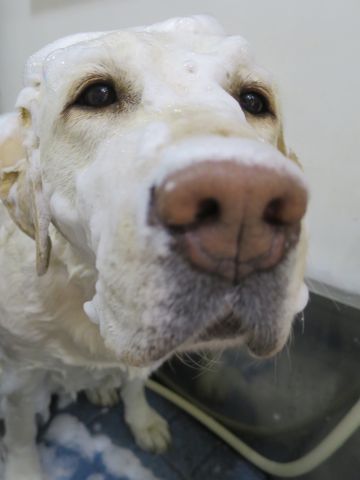 ラブラドール・レトリバートリミング文京区フントヒュッテ駒込大型犬トリミング東京かわいいラブラドールレトリバー画像大型犬トリミングサロン都内hundehutte_1.jpg
