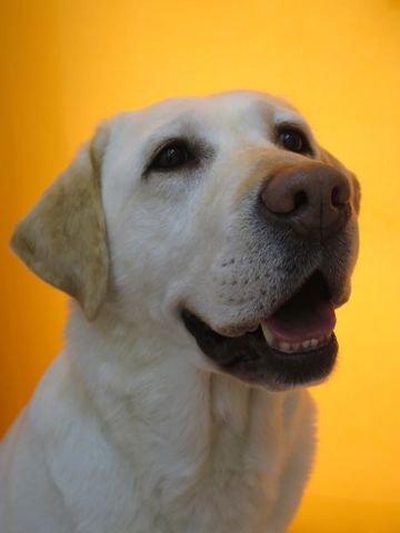 ラブラドール・レトリバートリミング文京区フントヒュッテ駒込大型犬トリミング東京かわいいラブラドールレトリバー画像大型犬トリミングサロン都内hundehutte_3.jpg