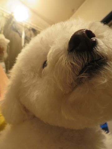 ビションフリーゼペットホテル都内フントヒュッテ駒込犬おあずかり様子おさんぽ文京区hundehutte東京ドッグホテルビションフリーゼ犬ホテル料金ペットホテル_1.jpg