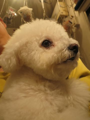 ビションフリーゼペットホテル都内フントヒュッテ駒込犬おあずかり様子おさんぽ文京区hundehutte東京ドッグホテルビションフリーゼ犬ホテル料金ペットホテル_2.jpg
