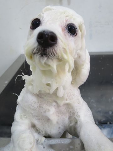ビションフリーゼフントヒュッテ文京区駒込ビション子犬こいぬ赤ちゃん出産情報ビション父チャンピオン血統毛量オス子犬おんなのこ東京ビション画像性格かわいい_850.jpg