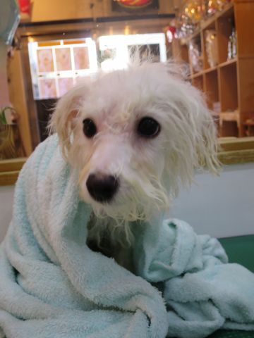 ビションフリーゼフントヒュッテ文京区駒込ビション子犬こいぬ赤ちゃん出産情報ビション父チャンピオン血統毛量オス子犬おんなのこ東京ビション画像性格かわいい_852.jpg
