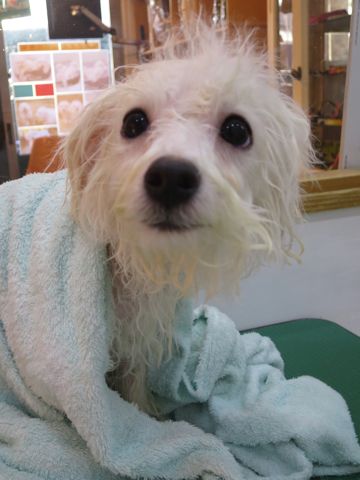 ビションフリーゼフントヒュッテ文京区駒込ビション子犬こいぬ赤ちゃん出産情報ビション父チャンピオン血統毛量オス子犬おんなのこ東京ビション画像性格かわいい_853.jpg