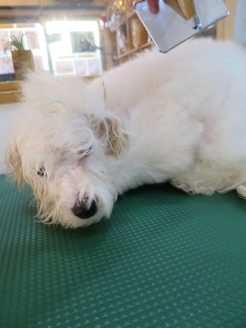 ビションフリーゼフントヒュッテ文京区駒込ビション子犬こいぬ赤ちゃん出産情報ビション父チャンピオン血統毛量オス子犬おんなのこ東京ビション画像性格かわいい_854.jpg