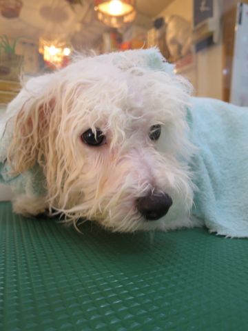 ビションフリーゼフントヒュッテ文京区駒込ビション子犬こいぬ赤ちゃん出産情報ビション父チャンピオン血統毛量オス子犬おんなのこ東京ビション画像性格かわいい_855.jpg