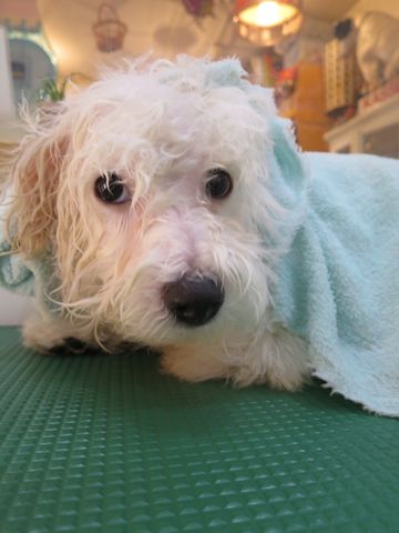 ビションフリーゼフントヒュッテ文京区駒込ビション子犬こいぬ赤ちゃん出産情報ビション父チャンピオン血統毛量オス子犬おんなのこ東京ビション画像性格かわいい_856.jpg
