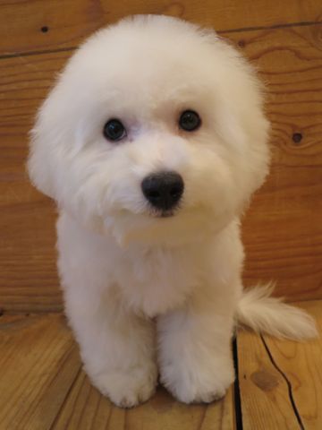 ビションフリーゼフントヒュッテ文京区駒込ビション子犬こいぬ赤ちゃん出産情報ビション父チャンピオン血統毛量オス子犬おんなのこ東京ビション画像性格かわいい_858.jpg