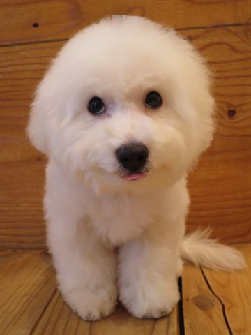 ビションフリーゼフントヒュッテ文京区駒込ビション子犬こいぬ赤ちゃん出産情報ビション父チャンピオン血統毛量オス子犬おんなのこ東京ビション画像性格かわいい_859.jpg