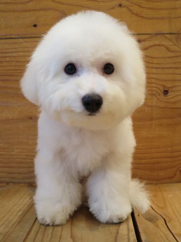 ビションフリーゼフントヒュッテ文京区駒込ビション子犬こいぬ赤ちゃん出産情報ビション父チャンピオン血統毛量オス子犬おんなのこ東京ビション画像性格かわいい_860.jpg
