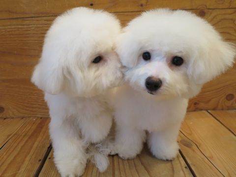ビションフリーゼフントヒュッテ文京区駒込ビション子犬こいぬ赤ちゃん出産情報ビション父チャンピオン血統毛量オス子犬おんなのこ東京ビション画像性格かわいい_861.jpg