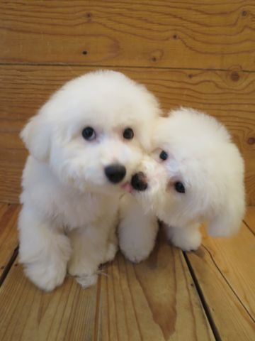 ビションフリーゼフントヒュッテ文京区駒込ビション子犬こいぬ赤ちゃん出産情報ビション父チャンピオン血統毛量オス子犬おんなのこ東京ビション画像性格かわいい_862.jpg