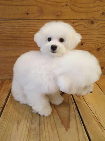ビションフリーゼフントヒュッテ文京区駒込ビション子犬こいぬ赤ちゃん出産情報ビション父チャンピオン血統毛量オス子犬おんなのこ東京ビション画像性格かわいい_863.jpg