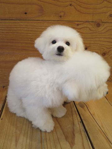 ビションフリーゼフントヒュッテ文京区駒込ビション子犬こいぬ赤ちゃん出産情報ビション父チャンピオン血統毛量オス子犬おんなのこ東京ビション画像性格かわいい_864.jpg