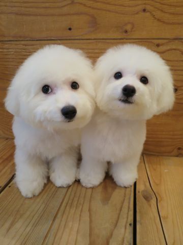 ビションフリーゼフントヒュッテ文京区駒込ビション子犬こいぬ赤ちゃん出産情報ビション父チャンピオン血統毛量オス子犬おんなのこ東京ビション画像性格かわいい_865.jpg