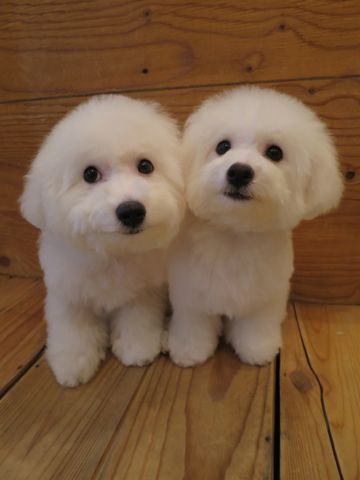 ビションフリーゼフントヒュッテ文京区駒込ビション子犬こいぬ赤ちゃん出産情報ビション父チャンピオン血統毛量オス子犬おんなのこ東京ビション画像性格かわいい_866.jpg
