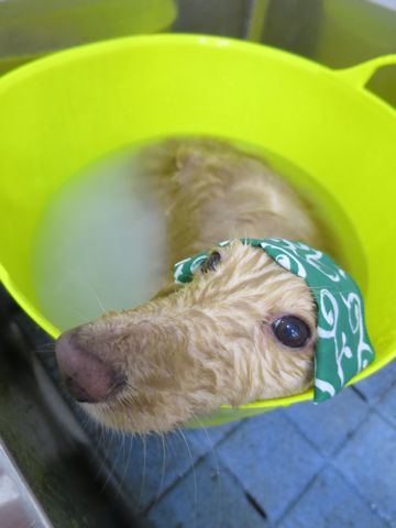 ダックスフントミニチュアトリミング都内フントヒュッテ駒込かわいいダックストリミング画像hundehutte文京区犬歯磨き歯垢歯石除去ゼオライトデンタルケア犬温泉東京_10.jpg