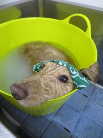 ダックスフントミニチュアトリミング都内フントヒュッテ駒込かわいいダックストリミング画像hundehutte文京区犬歯磨き歯垢歯石除去ゼオライトデンタルケア犬温泉東京_11.jpg
