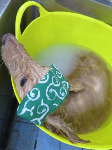 ダックスフントミニチュアトリミング都内フントヒュッテ駒込かわいいダックストリミング画像hundehutte文京区犬歯磨き歯垢歯石除去ゼオライトデンタルケア犬温泉東京_12.jpg