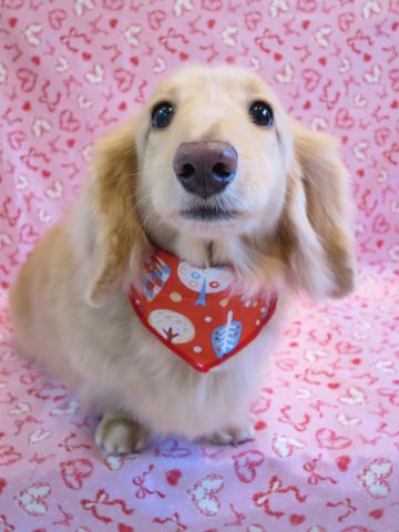 ダックスフントミニチュアトリミング都内フントヒュッテ駒込かわいいダックストリミング画像hundehutte文京区犬歯磨き歯垢歯石除去ゼオライトデンタルケア犬温泉東京_13.jpg