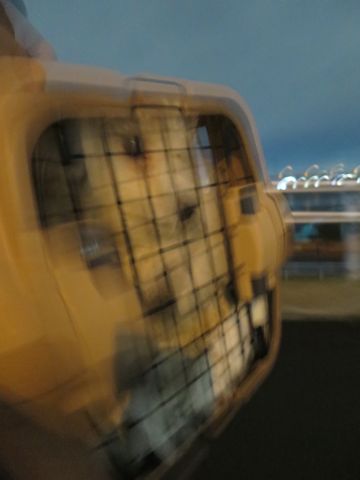 ビションフリーゼフントヒュッテ文京区駒込ビション子犬こいぬ赤ちゃん出産情報ビション父チャンピオン血統毛量オス子犬おんなのこ東京ビション画像性格かわいい_1041.jpg