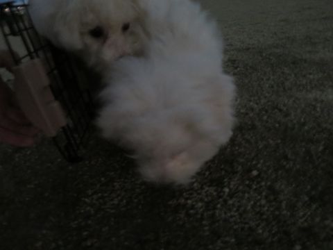 ビションフリーゼフントヒュッテ文京区駒込ビション子犬こいぬ赤ちゃん出産情報ビション父チャンピオン血統毛量オス子犬おんなのこ東京ビション画像性格かわいい_1043.jpg