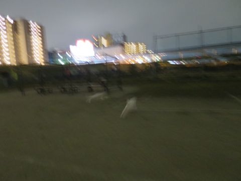 ビションフリーゼフントヒュッテ文京区駒込ビション子犬こいぬ赤ちゃん出産情報ビション父チャンピオン血統毛量オス子犬おんなのこ東京ビション画像性格かわいい_1044.jpg