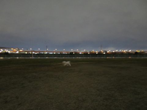 ビションフリーゼフントヒュッテ文京区駒込ビション子犬こいぬ赤ちゃん出産情報ビション父チャンピオン血統毛量オス子犬おんなのこ東京ビション画像性格かわいい_1045.jpg