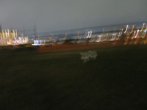ビションフリーゼフントヒュッテ文京区駒込ビション子犬こいぬ赤ちゃん出産情報ビション父チャンピオン血統毛量オス子犬おんなのこ東京ビション画像性格かわいい_1046.jpg