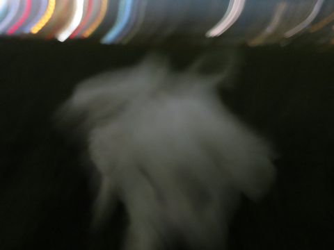 ビションフリーゼフントヒュッテ文京区駒込ビション子犬こいぬ赤ちゃん出産情報ビション父チャンピオン血統毛量オス子犬おんなのこ東京ビション画像性格かわいい_1048.jpg