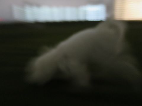 ビションフリーゼフントヒュッテ文京区駒込ビション子犬こいぬ赤ちゃん出産情報ビション父チャンピオン血統毛量オス子犬おんなのこ東京ビション画像性格かわいい_1049.jpg