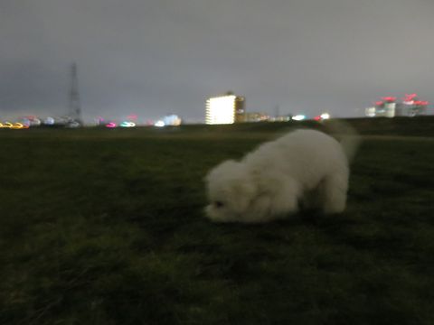 ビションフリーゼフントヒュッテ文京区駒込ビション子犬こいぬ赤ちゃん出産情報ビション父チャンピオン血統毛量オス子犬おんなのこ東京ビション画像性格かわいい_1051.jpg
