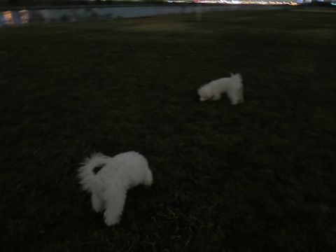 ビションフリーゼフントヒュッテ文京区駒込ビション子犬こいぬ赤ちゃん出産情報ビション父チャンピオン血統毛量オス子犬おんなのこ東京ビション画像性格かわいい_1052.jpg