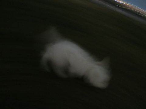ビションフリーゼフントヒュッテ文京区駒込ビション子犬こいぬ赤ちゃん出産情報ビション父チャンピオン血統毛量オス子犬おんなのこ東京ビション画像性格かわいい_1056.jpg