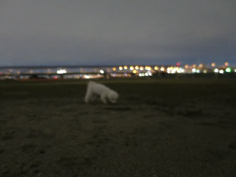 ビションフリーゼフントヒュッテ文京区駒込ビション子犬こいぬ赤ちゃん出産情報ビション父チャンピオン血統毛量オス子犬おんなのこ東京ビション画像性格かわいい_1058.jpg