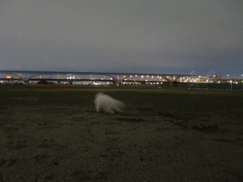 ビションフリーゼフントヒュッテ文京区駒込ビション子犬こいぬ赤ちゃん出産情報ビション父チャンピオン血統毛量オス子犬おんなのこ東京ビション画像性格かわいい_1059.jpg