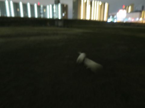 ビションフリーゼフントヒュッテ文京区駒込ビション子犬こいぬ赤ちゃん出産情報ビション父チャンピオン血統毛量オス子犬おんなのこ東京ビション画像性格かわいい_1062.jpg