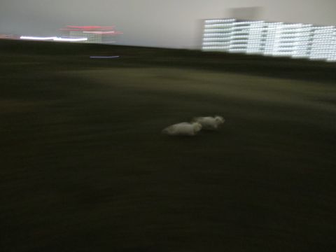 ビションフリーゼフントヒュッテ文京区駒込ビション子犬こいぬ赤ちゃん出産情報ビション父チャンピオン血統毛量オス子犬おんなのこ東京ビション画像性格かわいい_1063.jpg