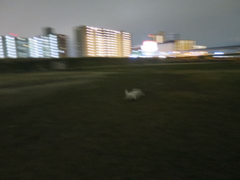 ビションフリーゼフントヒュッテ文京区駒込ビション子犬こいぬ赤ちゃん出産情報ビション父チャンピオン血統毛量オス子犬おんなのこ東京ビション画像性格かわいい_1064.jpg