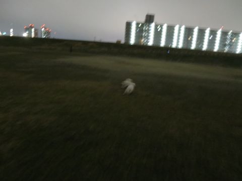 ビションフリーゼフントヒュッテ文京区駒込ビション子犬こいぬ赤ちゃん出産情報ビション父チャンピオン血統毛量オス子犬おんなのこ東京ビション画像性格かわいい_1065.jpg