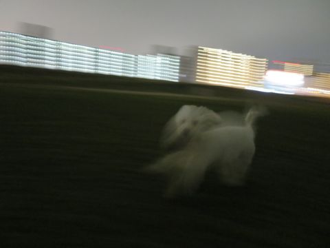 ビションフリーゼフントヒュッテ文京区駒込ビション子犬こいぬ赤ちゃん出産情報ビション父チャンピオン血統毛量オス子犬おんなのこ東京ビション画像性格かわいい_1067.jpg
